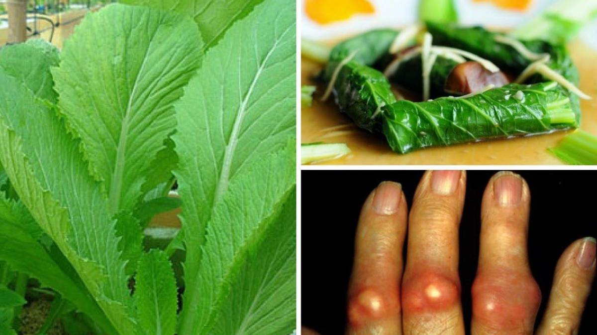 Cải bẹ xanh là gì và tại sao tốt cho người bệnh gout?